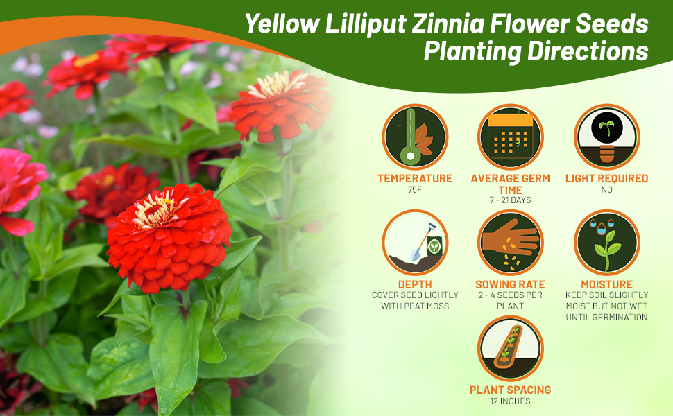 Planting Directions for Zinnia Lilliput Red Flower Seeds