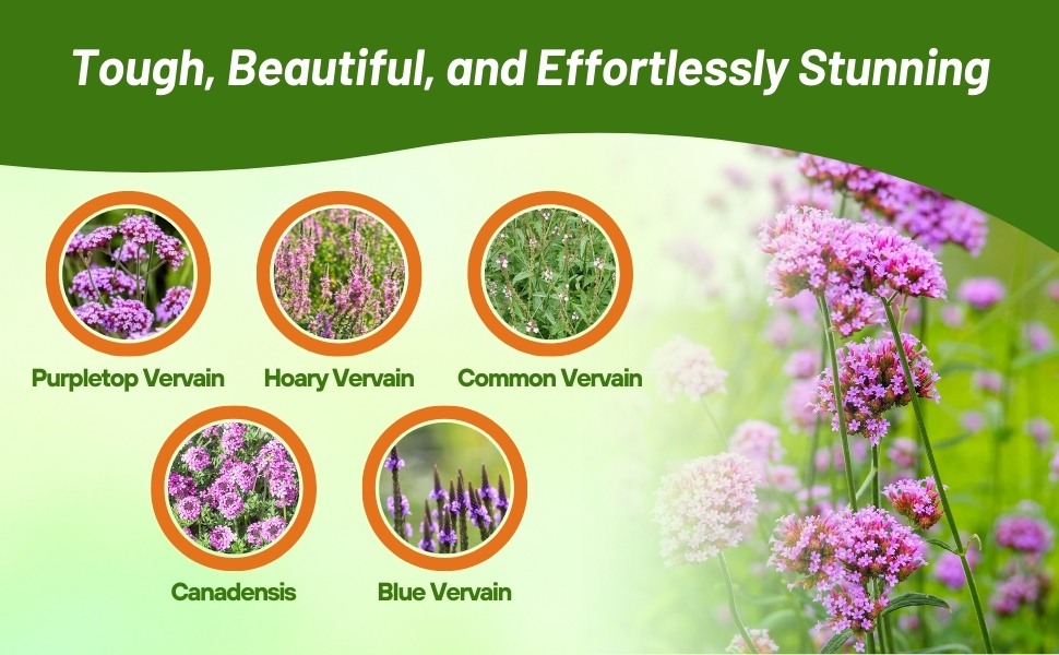 Purpletop, Hoary, Common, and Blue Vervain Flower Varieties From Seeds