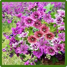 Unique Color Variations of Fench Hollyhock Flowers