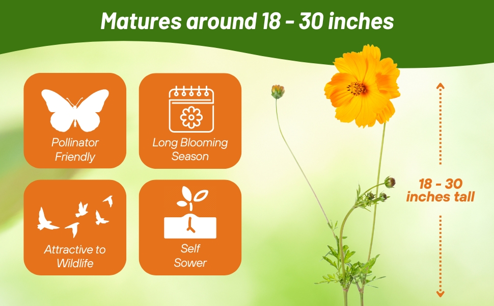 Lance Leaved Coreopsis Grows 18 - 30 inches