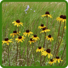 Rudbeckia Hirta Black-eyed Susan Flowers