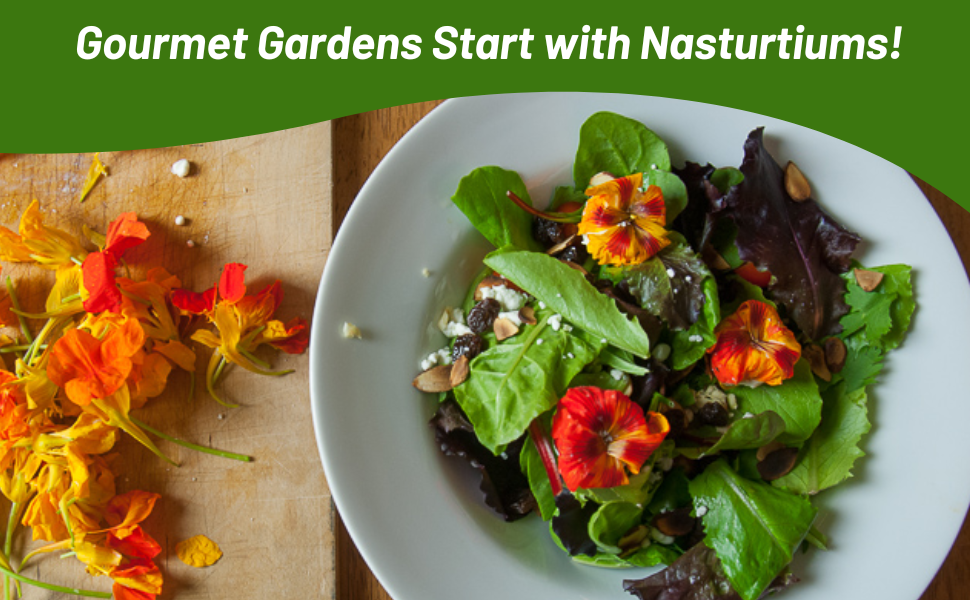 Nasturtium Plants For Culinary Peppery Flavor