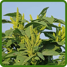 Heat & Drought Tolerant Green Amaranthus Flower Spikes
