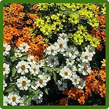 High Germination Flower Seeds of Zinnia Hybrida Star