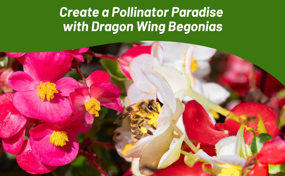 Pollinating Bee on Dragon Wing Begonia Flowers