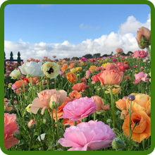 Fragrant & Aromatic Dianthus Carnation Flowers