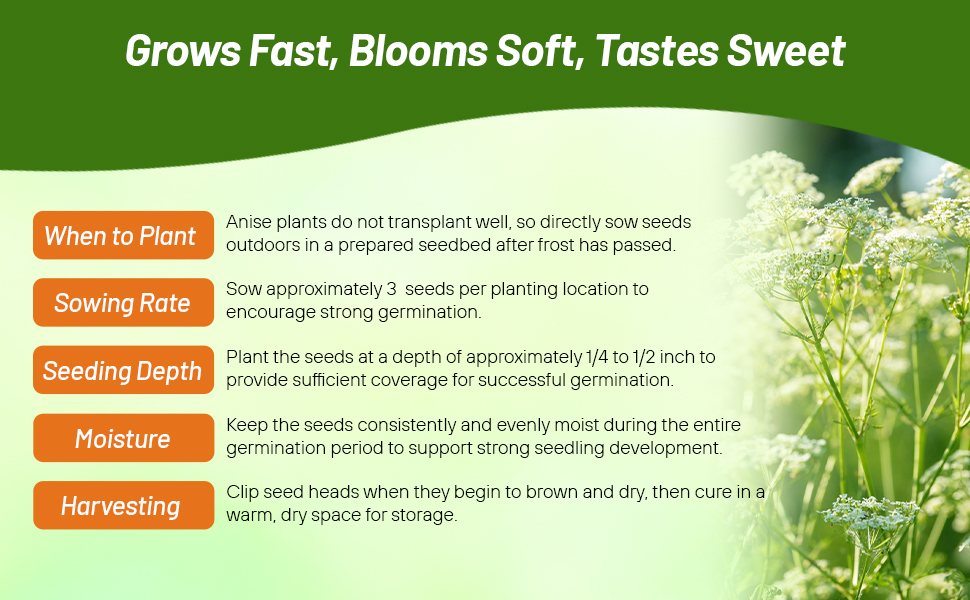 Planting Directions & When To Plant Anise Herbs