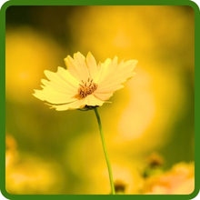 Heat & Drought Tolerant Lance Leaved Coreopsis