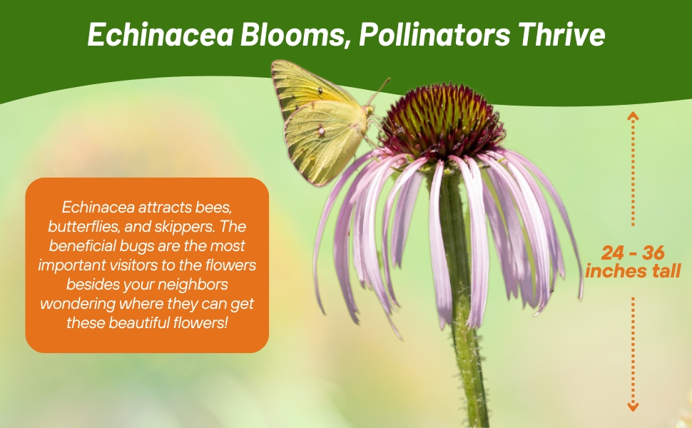 Pollinating Butterfly on Pale Purple Coneflower Flower