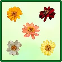 image of flower