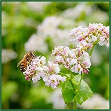 Buckwheat Flower Pollinator