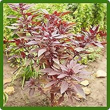 Ornamental Red Orach Plants