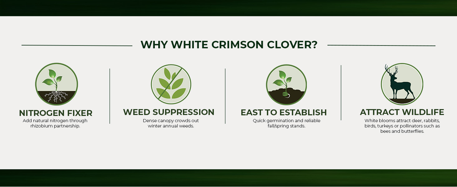 White Crimson Cover Crop Seeds