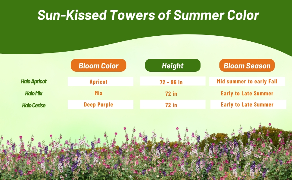 Bloom Season, Height, & Color Chart of Halo Hollyhock Varieties