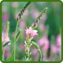 Cold Hardy Sainfoin