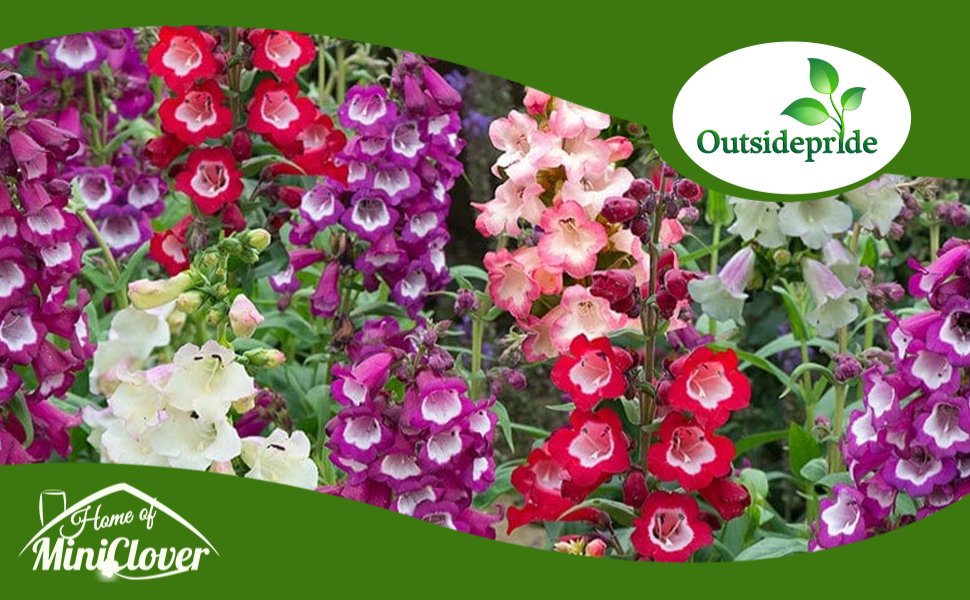 Mixed Garden of Penstemon Flowers