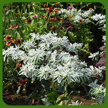 Delicate and Unique Blooms of Snow on the Mountain