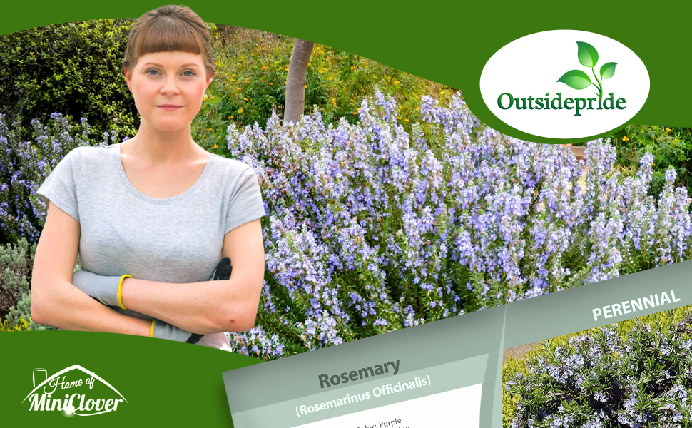 Rosemary Herb Garden