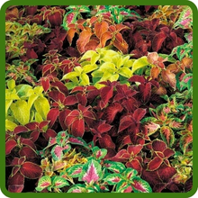 Mixture of Coleus Wizard Plants in Garden