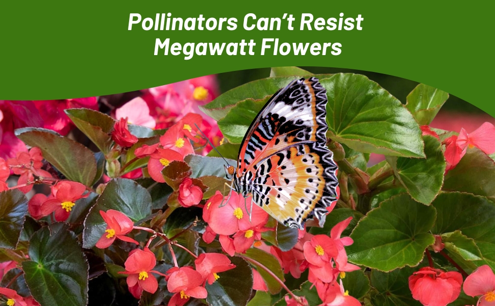 Pollinator Butterfly on Megawatt Begonia Flowers
