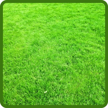Wear Tolerant Yukon Bermuda Lawn Grass Seed