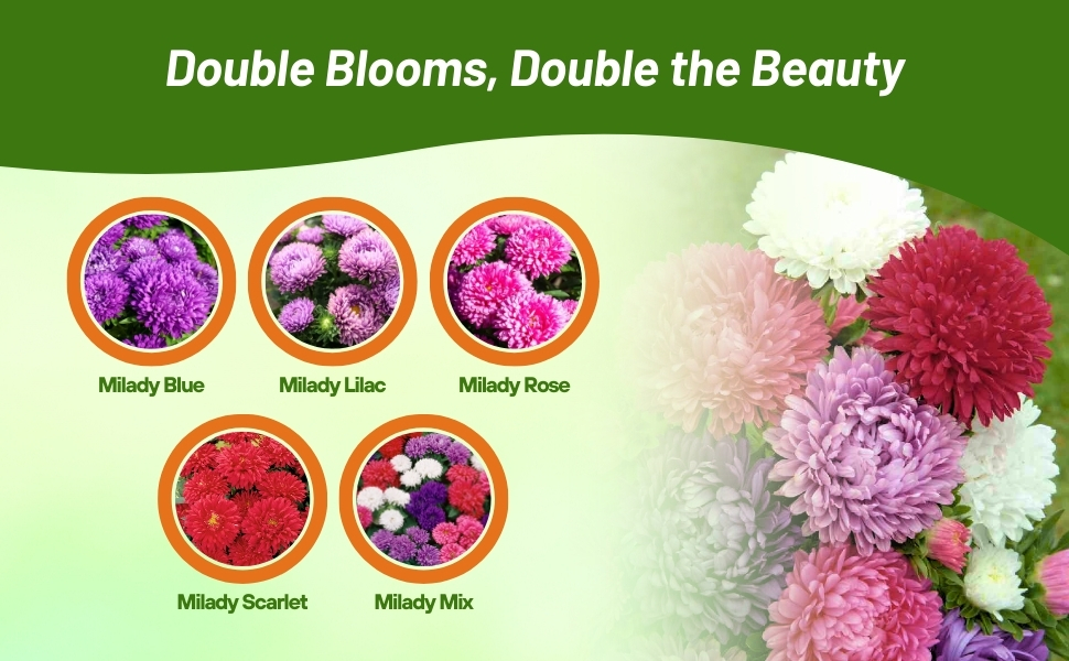 Flower Seed Varieties of Callistephus Dwarf Milady Aster