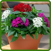 Pentas Plants Suitable for Containers