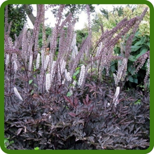 Cimicifuga In Moist, Well Drained Soil