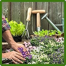 Heirloom Asarina Scandens Climbing Snapdragon Flowers