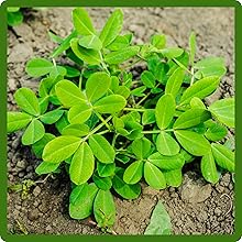 Fragrant Fenugreek Plants
