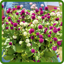 Gomphrena Globosa Cut Flowers