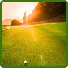 Heat Tolerant V8 Creeping Bentgrass Seed