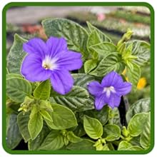 Browalia Indoor & Outdoor Plants