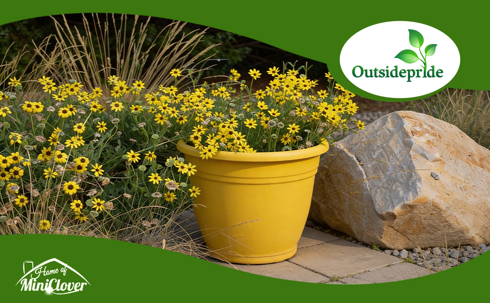 Scented Daisy Chocolate Flower Plants