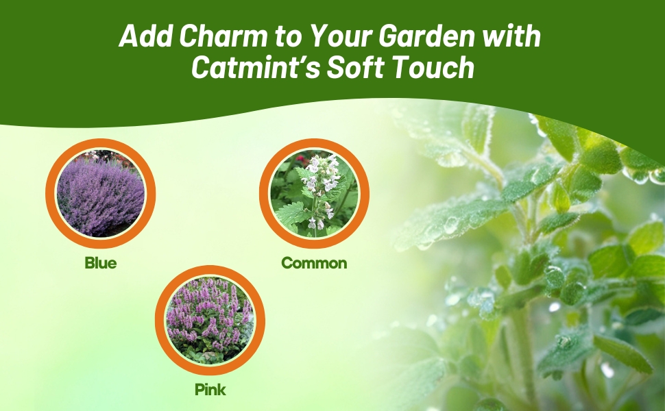 Blue, Common, and Pink Catmint Herb Plant Seeds