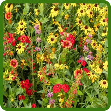 Diverse Variety of Colors in Texas Oklahoma Wildflower Mixture