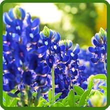 Fragrant Blooms of Texas Bluebonnet