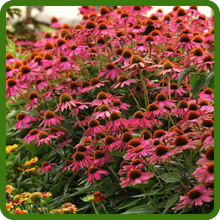 Compact Echinacea Pow Wow Wild Berry Purple Coneflower Flowers