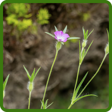 Self-seeding Agrostemma Flowers