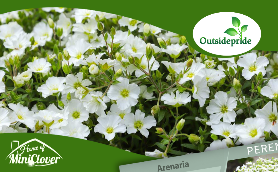 Arenaria White Flowering Ground Cover Plant