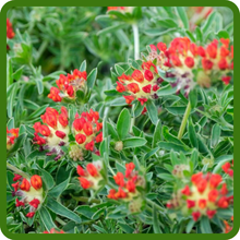 Anthyllis Brilliant Red Ground Cover