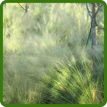 Arching Growth of Agrostis Nebulosa Cloud Ornamental Grass