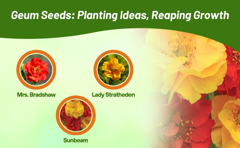 Varieties of Geum Flowers