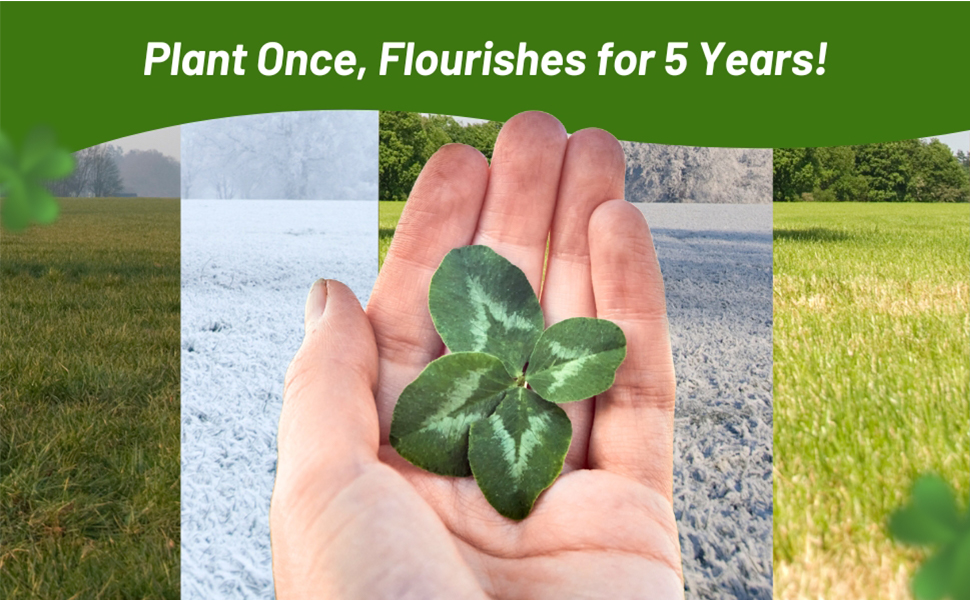 Long Lasting Clover King Perennial Food Plot Seeds