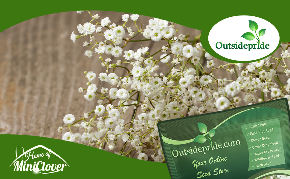 Gypsophila Baby's Breath White Flower Field