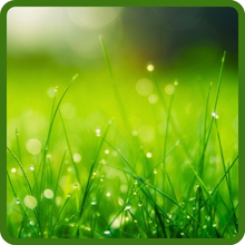 Cool Season Poa Supina Shade Grass Lawn Grass Seed Blend