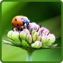 Beneficial Insectary Wildflower Biodiversity