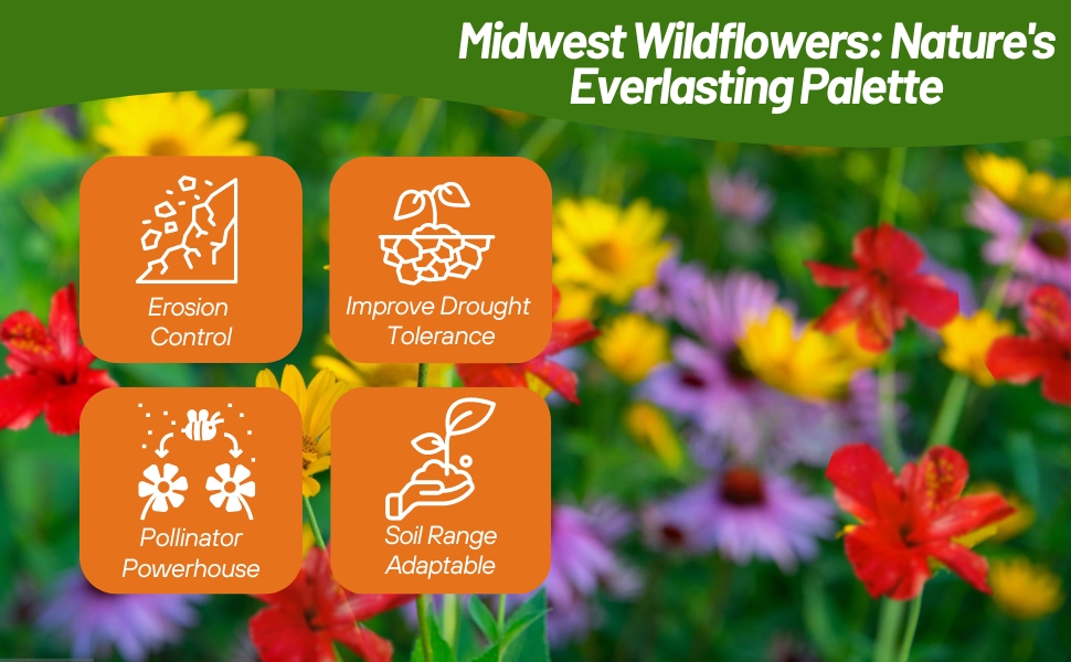 Drought Tolerant MIdwest Wildflower Seed Mixture