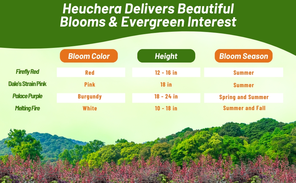 Bloom Season, Height, &amp; Color Chart of Heuchera Coral Bells Plants