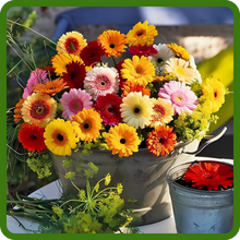 Gerbera Cut Flowers